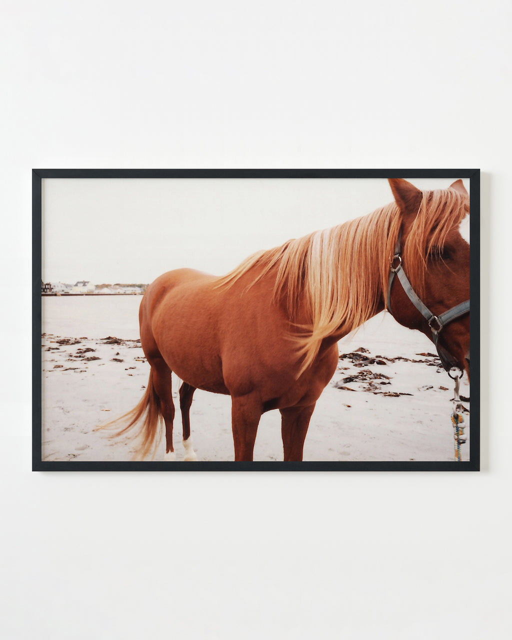 Photography by Anna Moller titled "Maine Horse" - 3.