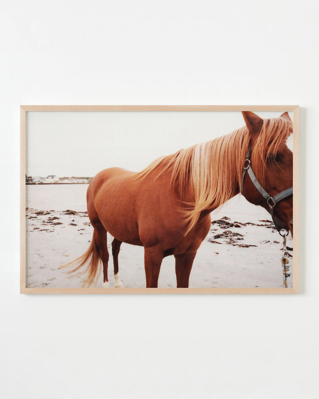 Photography by Anna Moller titled "Maine Horse" - 4.