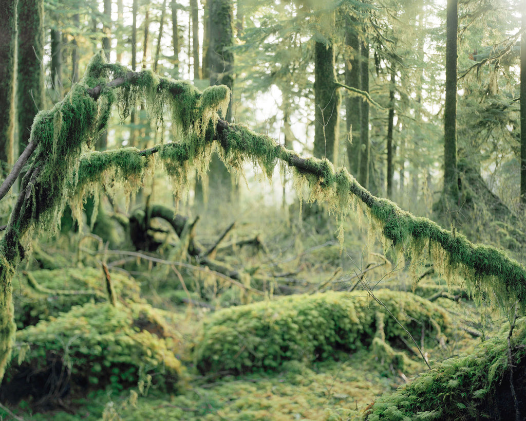 Photography by Anna Beeke titled "Mosses" - 2.