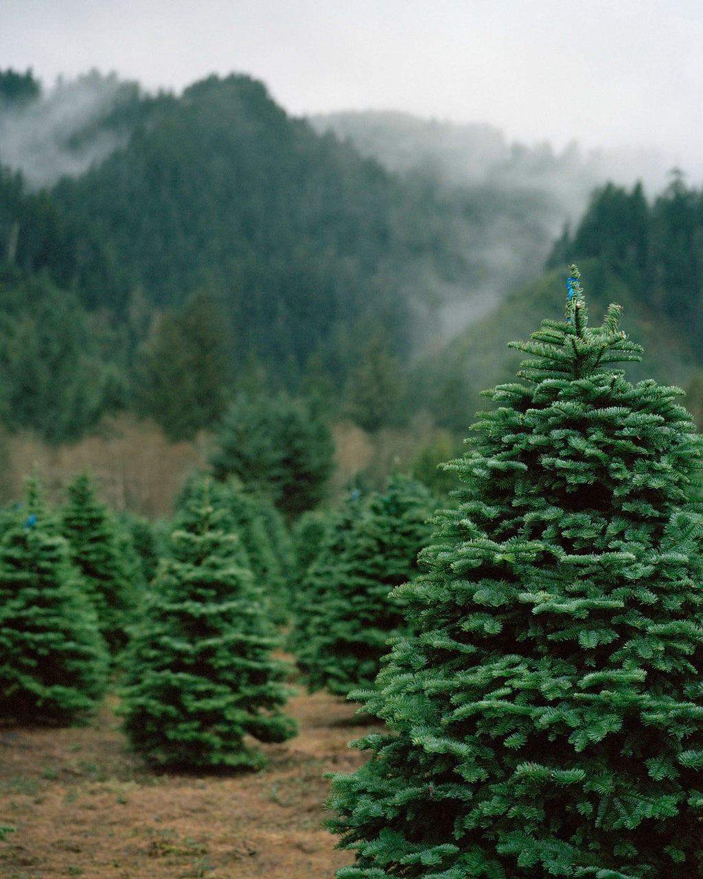 Photography by Anna Beeke titled "Sentinels" - 2.