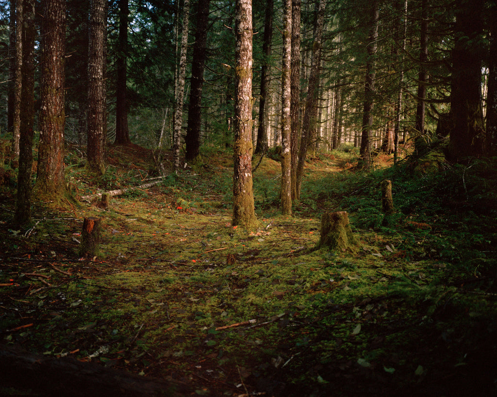 Photography by Anna Beeke titled "Windfall II" - 2.