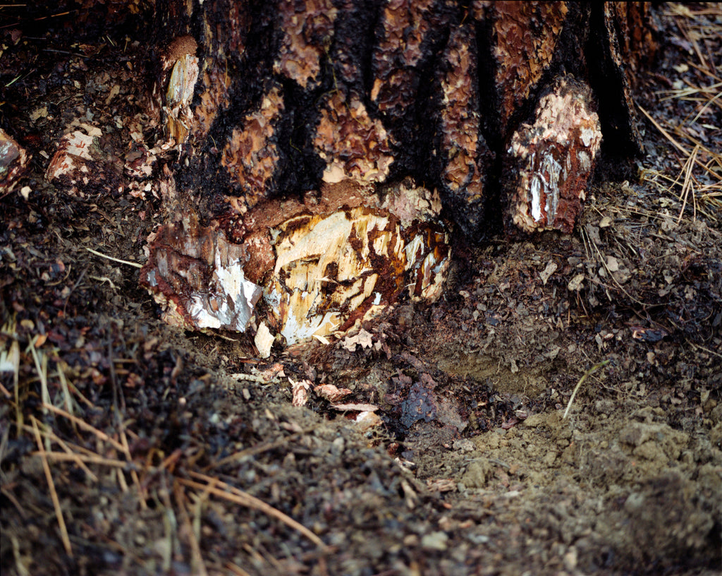 Photography by Rachel Sussman titled "Armillaria 1106-2232 (2,400 years old; Malheur National Forest, Oregon)" - 2.