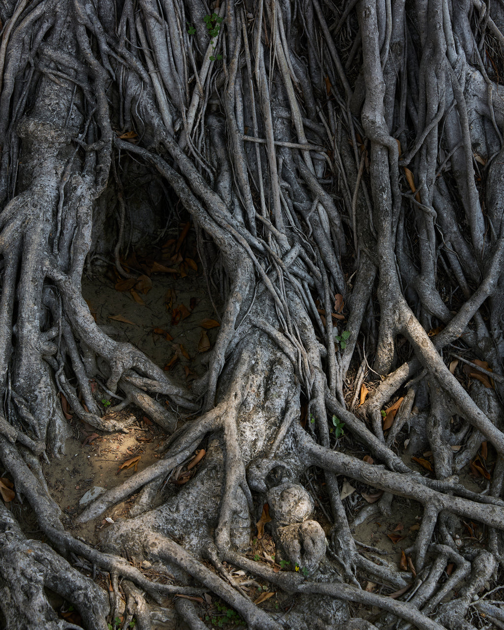 Photography by Ashok Sinha titled "Untitled #1" - 2.