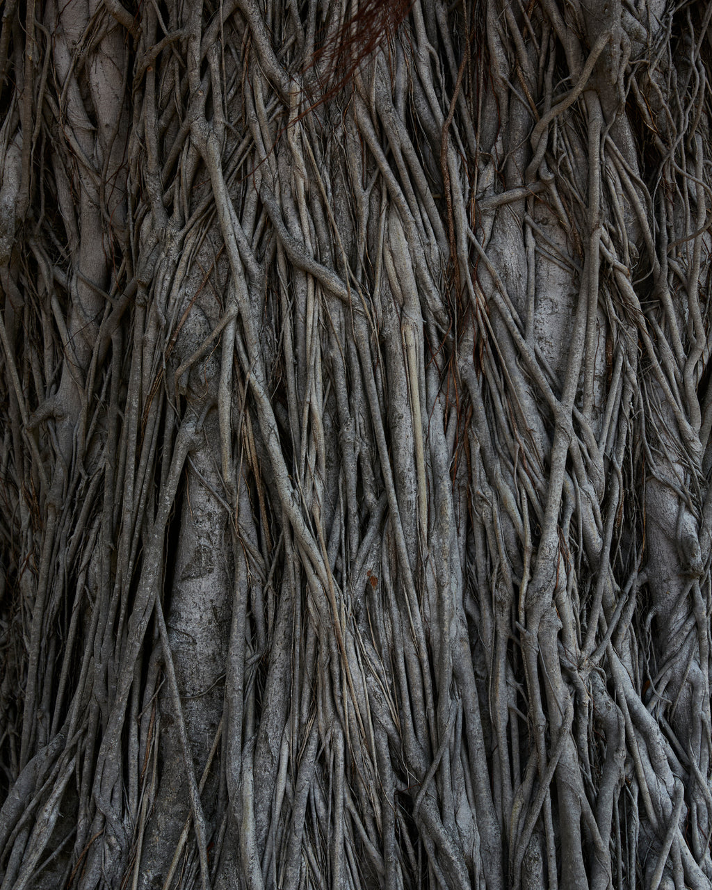 Photography by Ashok Sinha titled "Untitled #2" - 2.