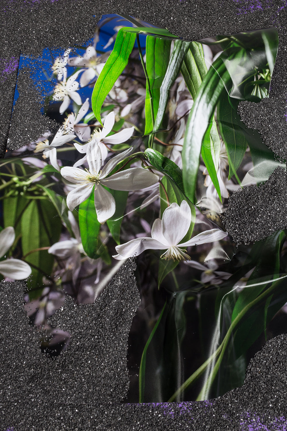 Photography by Teresa Christiansen titled "Buried Blooms" - 2.