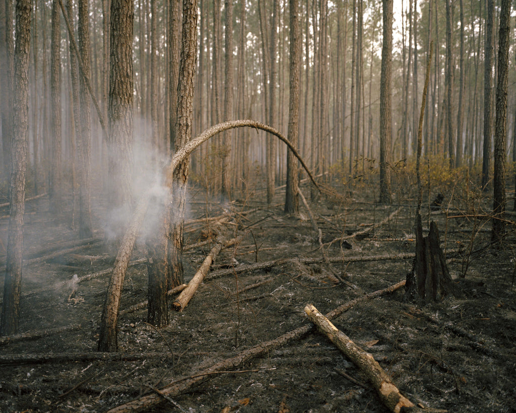 Photography by Anna Beeke titled "Burning Bough" - 2.