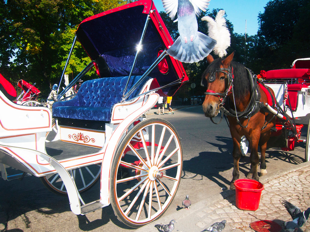 Photography by Dolly Faibyshev titled "Central Park" - 2.