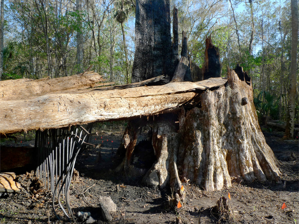 Photography by Rachel Sussman titled "Charred remains of the Senator Tree, Bald Cypress, killed January 16, 2012 (3,50" - 2.