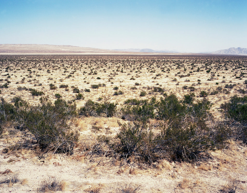 Photography by Rachel Sussman titled "Creosote Bush #0906-3905 (12,000 years old; Mojave Desert, California)" - 2.