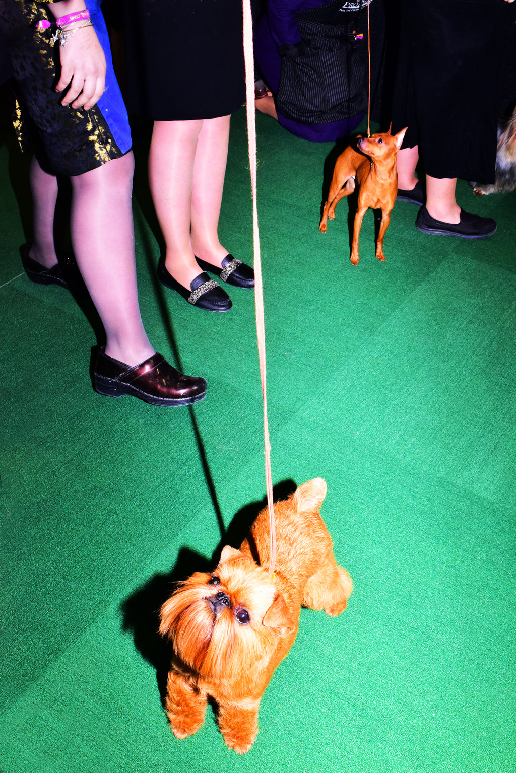 Photography by Dolly Faibyshev titled "Affenpinscher in the Spotlight" - 2.