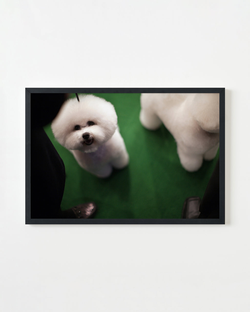 Photography by Dolly Faibyshev titled "Double Bichon" - 3.