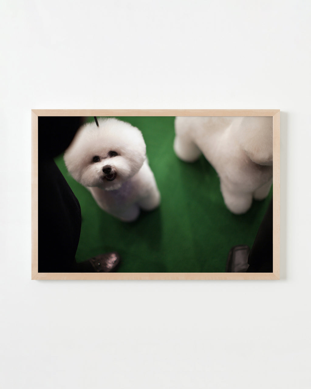 Photography by Dolly Faibyshev titled "Double Bichon" - 4.