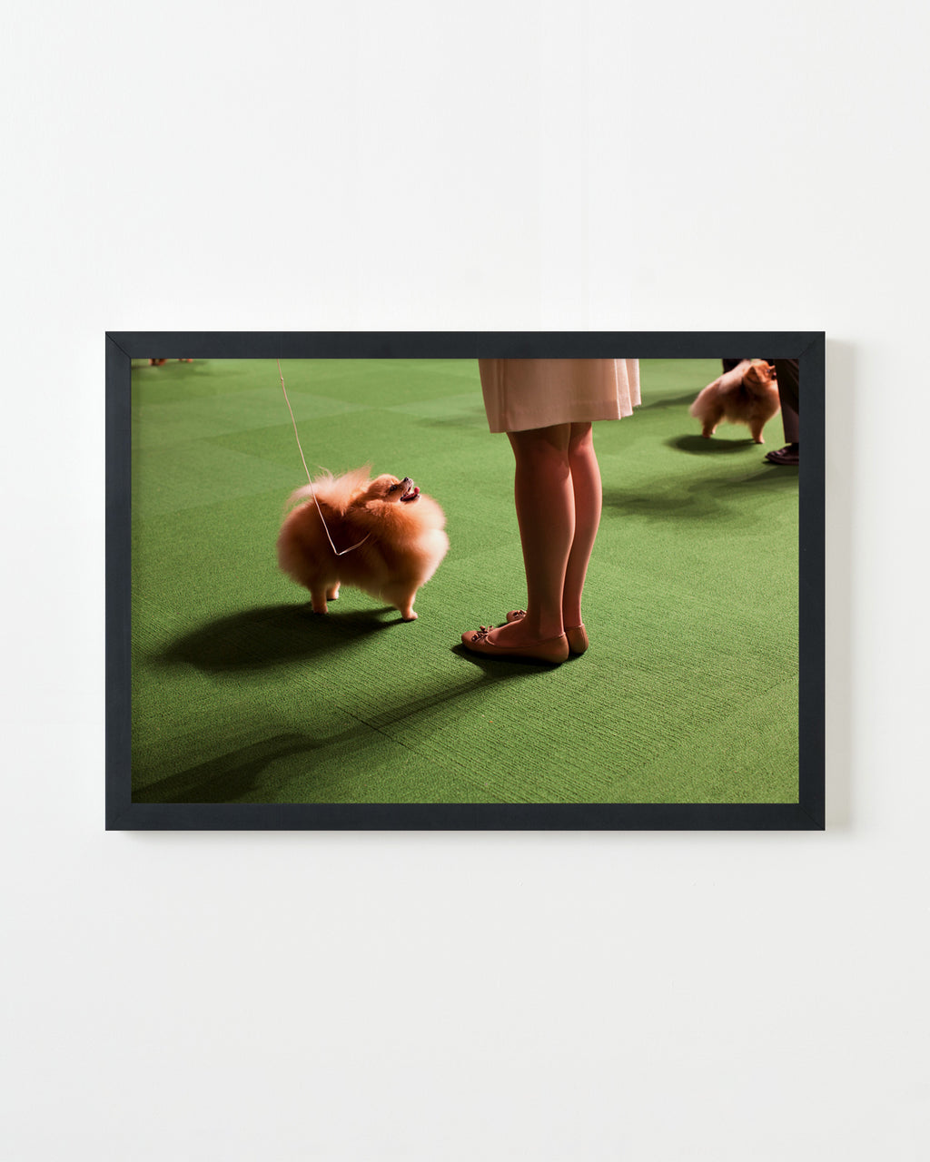 Photography by Dolly Faibyshev titled "Double Pomeranian" - 3.