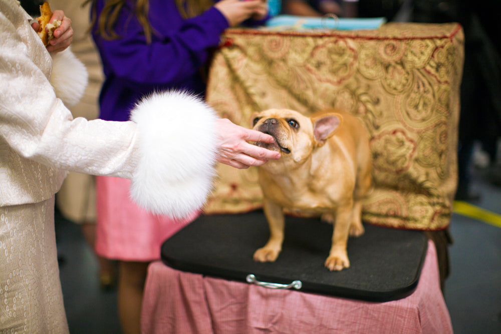 Photography by Dolly Faibyshev titled "Frenchie and Fur #2" - 2.