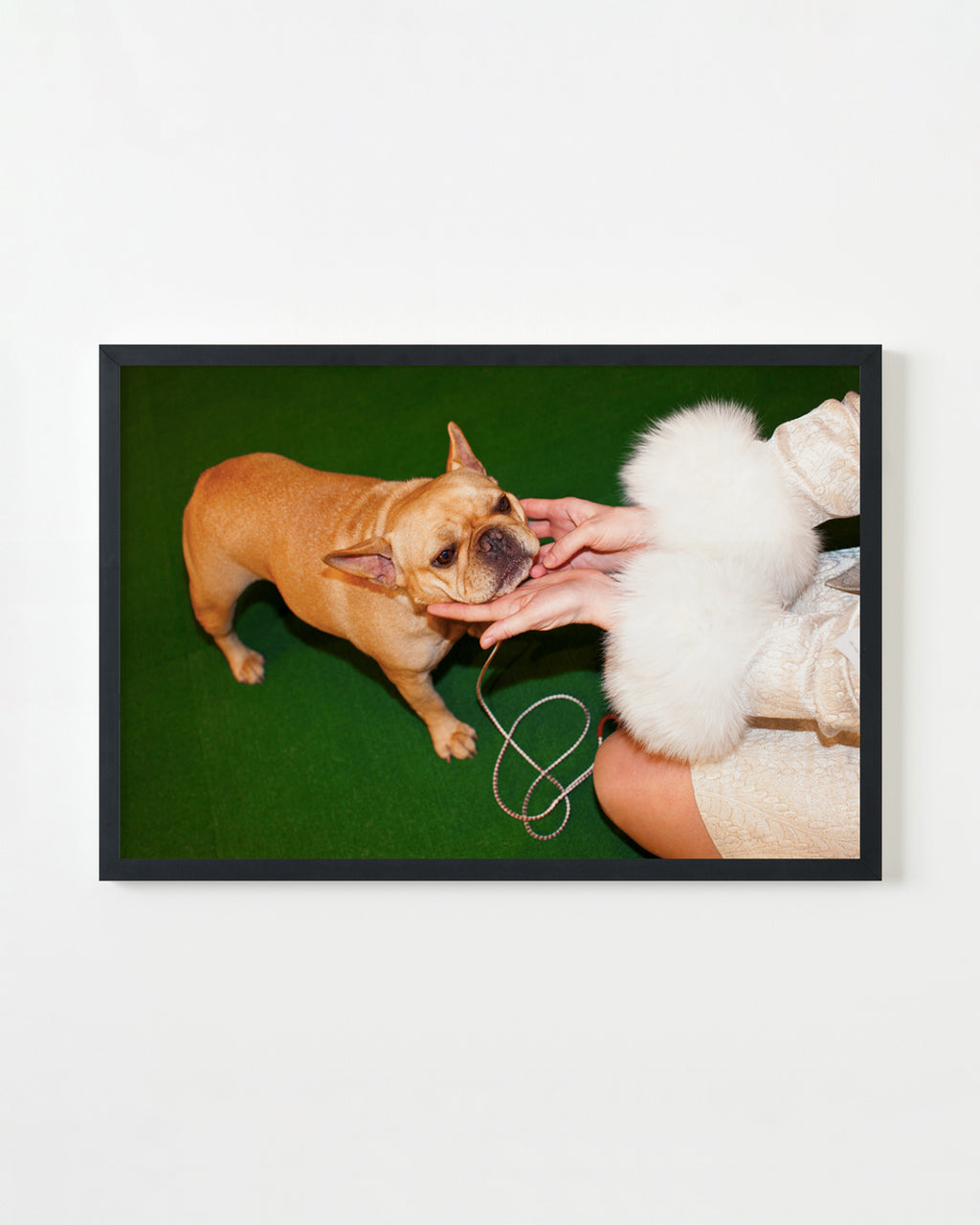 Photography by Dolly Faibyshev titled "Frenchie and Fur" - 3.
