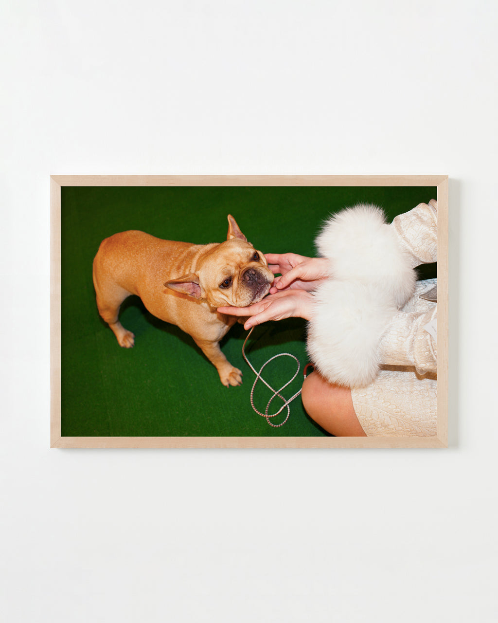 Photography by Dolly Faibyshev titled "Frenchie and Fur" - 4.
