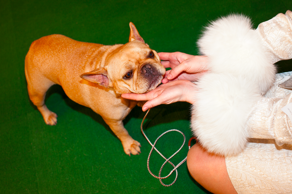 Photography by Dolly Faibyshev titled "Frenchie and Fur" - 2.