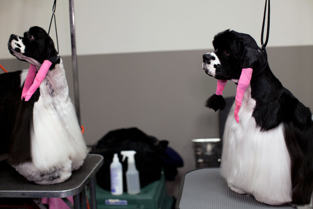 Photography by Dolly Faibyshev titled "Salon" - 2.