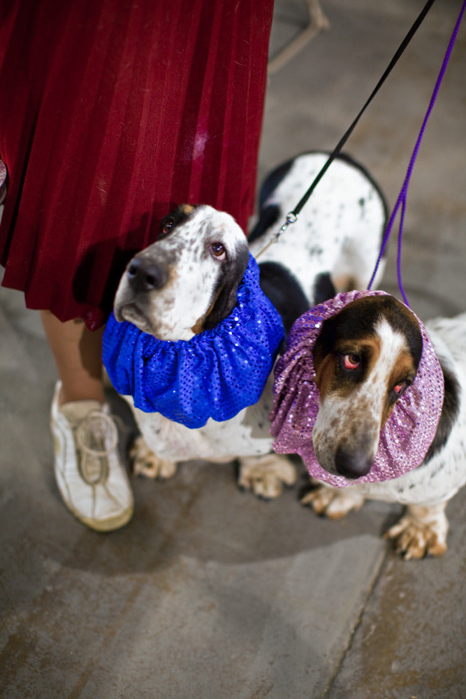 Photography by Dolly Faibyshev titled "Two Basset Hounds" - 2.