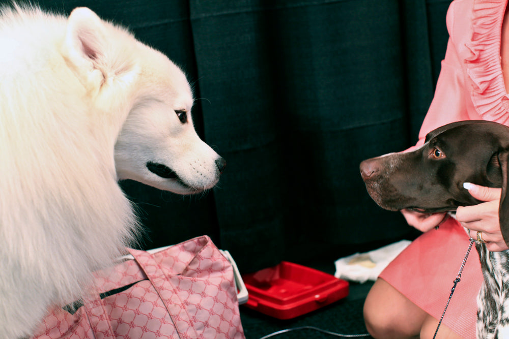 Photography by Dolly Faibyshev titled "Two Dogs" - 2.