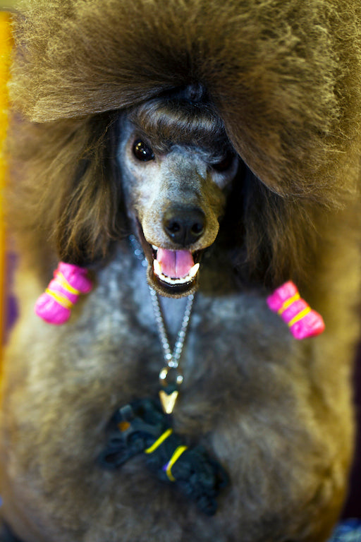Photography by Dolly Faibyshev titled "Winking Poodle" - 2.