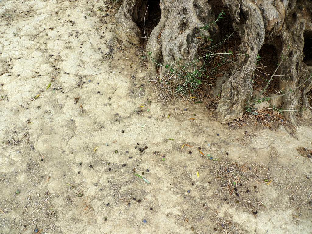 Photography by Rachel Sussman titled "Fallen olives #0910-4A04 (3,000 years old; Ano Vouves, Crete)" - 2.