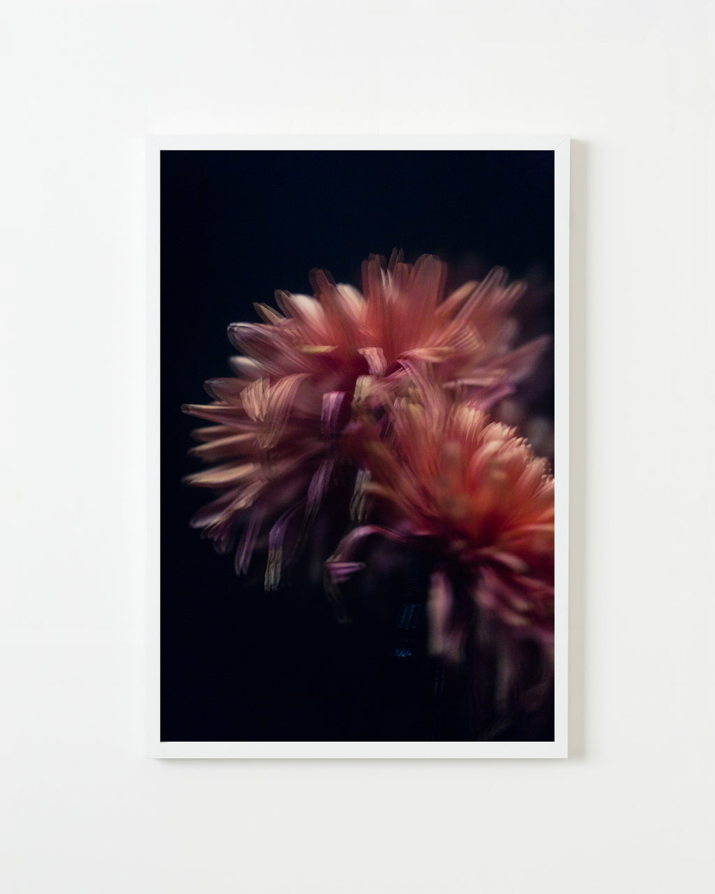 Photography by Jessica Haye & Clark Hsiao titled "Dahlia" - 1.