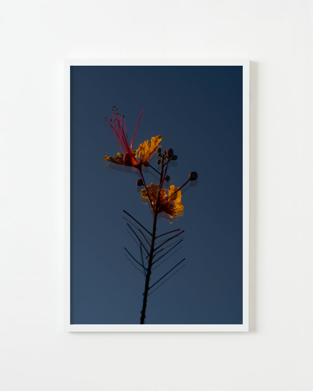 Photography by Jessica Haye & Clark Hsiao titled "Desert Flower" - 1.