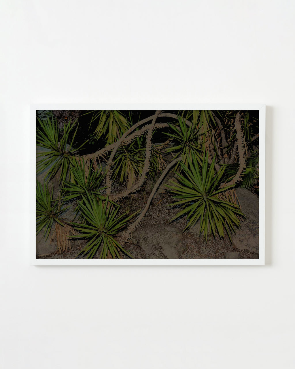 Photography by Dolly Faibyshev titled "Nature Study, Night" - 1.