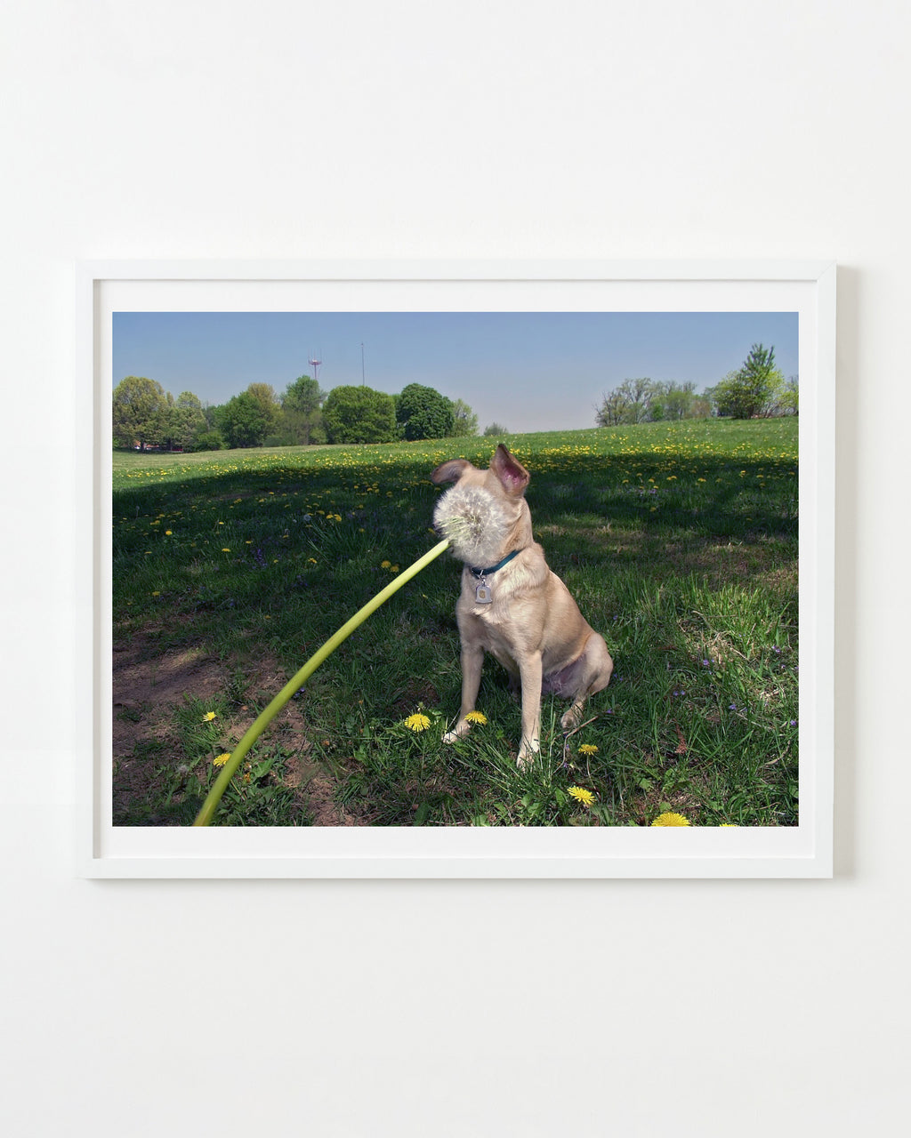 Photography by Michael Northrup titled "Dandelion Collision" - 1.