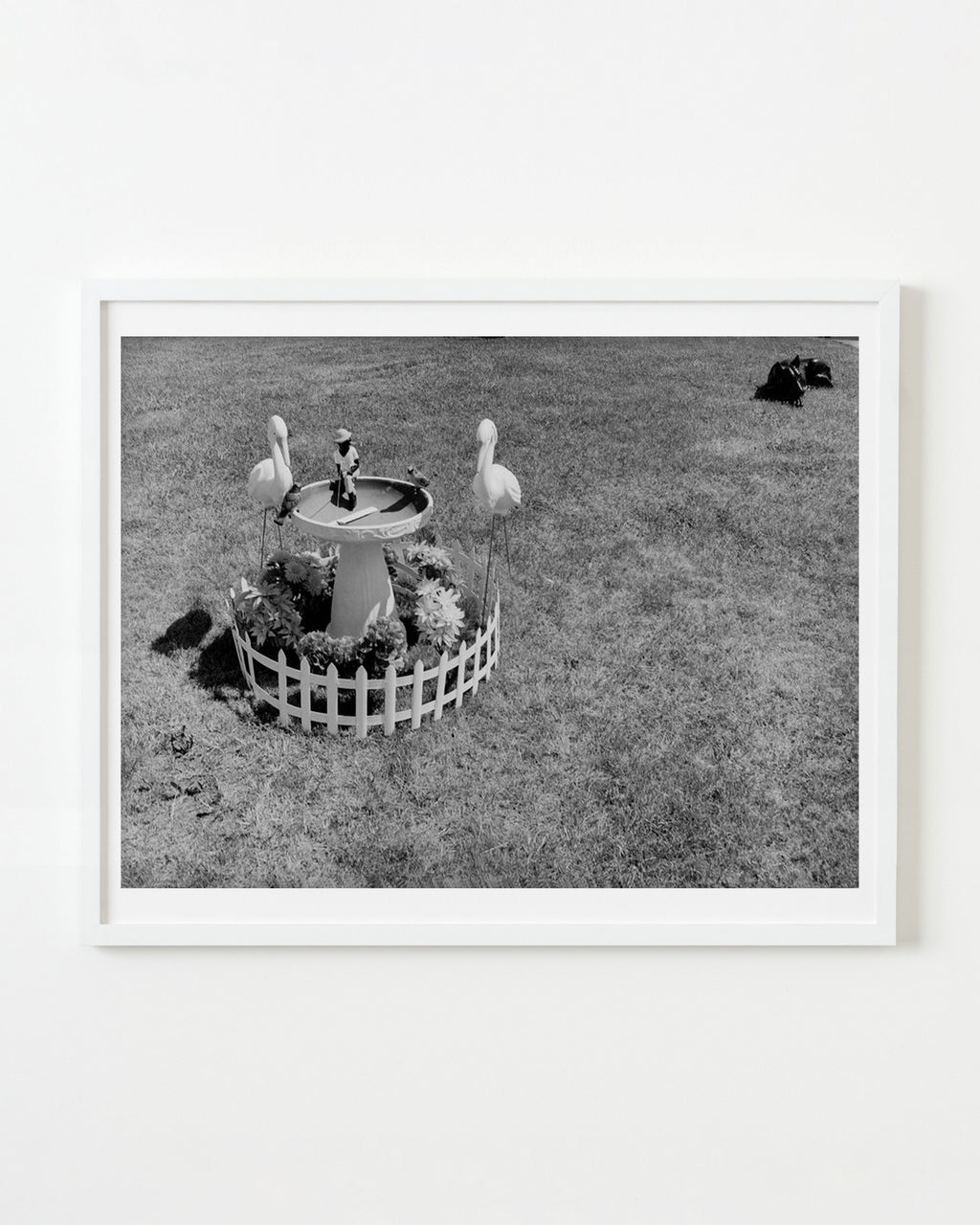 Photography by Michael Northrup titled "Stalking Storks" - 1.