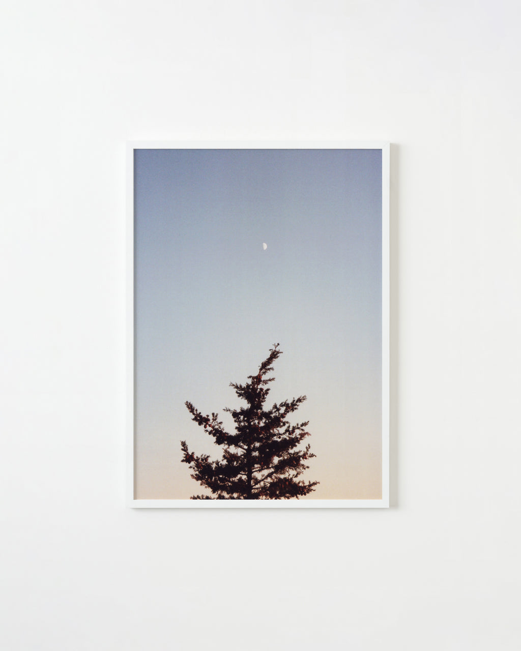 Photography by Ryan James MacFarland titled "Daymoon & Evergreen" - 1.