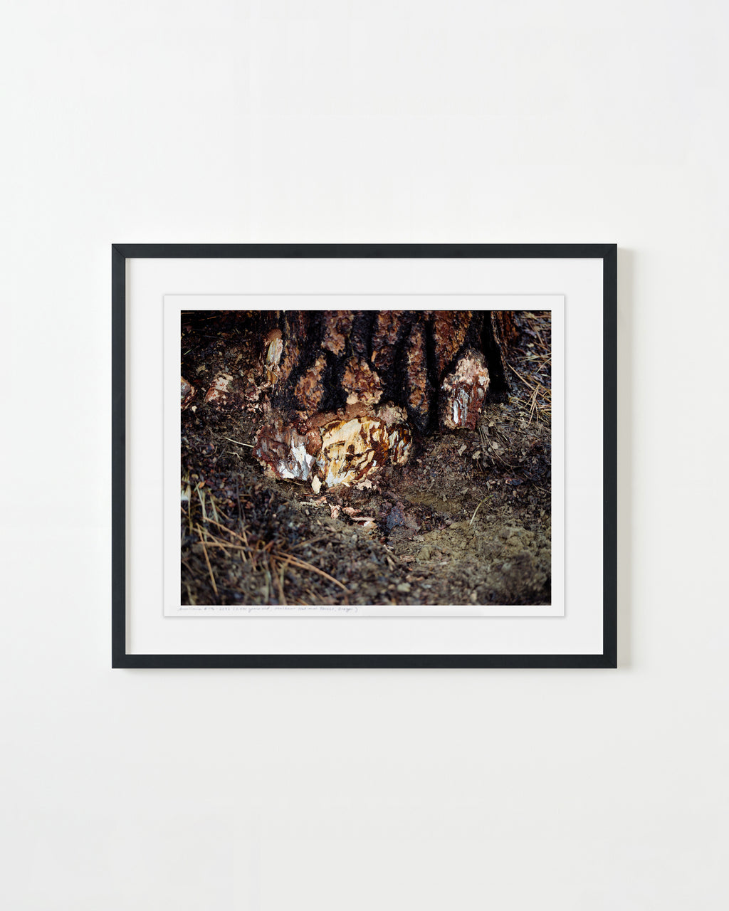 Photography by Rachel Sussman titled "Armillaria 1106-2232 (2,400 years old; Malheur National Forest, Oregon)" - 1.