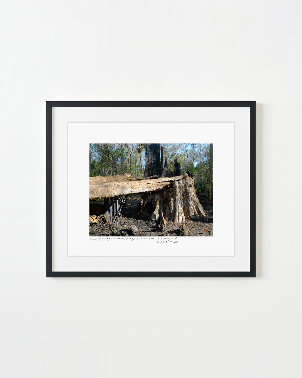 Photography by Rachel Sussman titled "Charred remains of the Senator Tree, Bald Cypress, killed January 16, 2012 (3,50" - 1.
