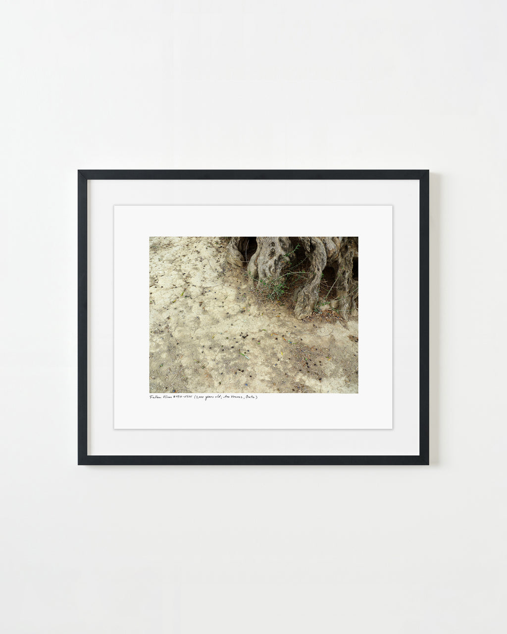 Photography by Rachel Sussman titled "Fallen olives #0910-4A04 (3,000 years old; Ano Vouves, Crete)" - 1.