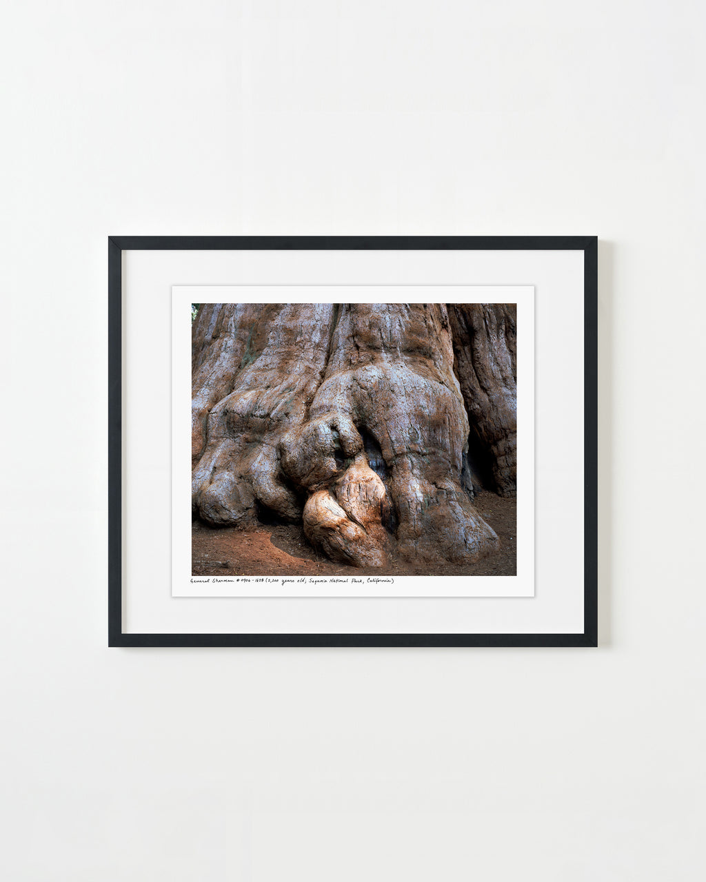 Photography by Rachel Sussman titled "General Sherman #0906-1628 (2,200 years old; Sequoia National Park, California)" - 1.