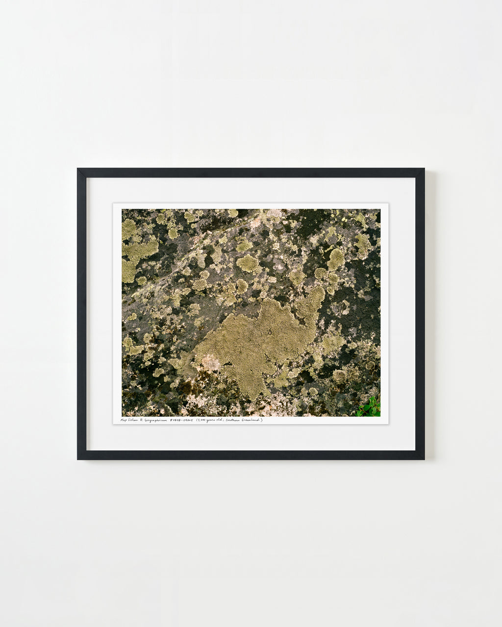 Photography by Rachel Sussman titled "Lichen R. Geographicum #0808-04A05 (3,000 years old; Southern Greenland)" - 1.
