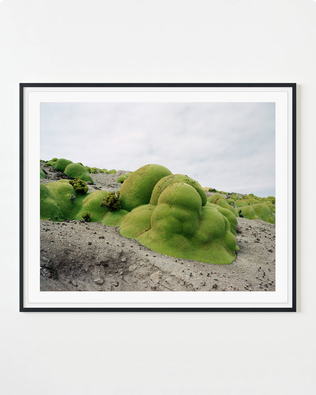 Photography by Rachel Sussman titled "Llareta 0308-2B33 (Atacama Desert, Chile)" - 1.