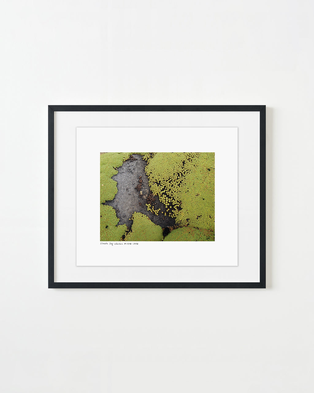 Photography by Rachel Sussman titled "Llareta leaf clusters #0308-2498 (Atacama Desert, Chile)" - 1.
