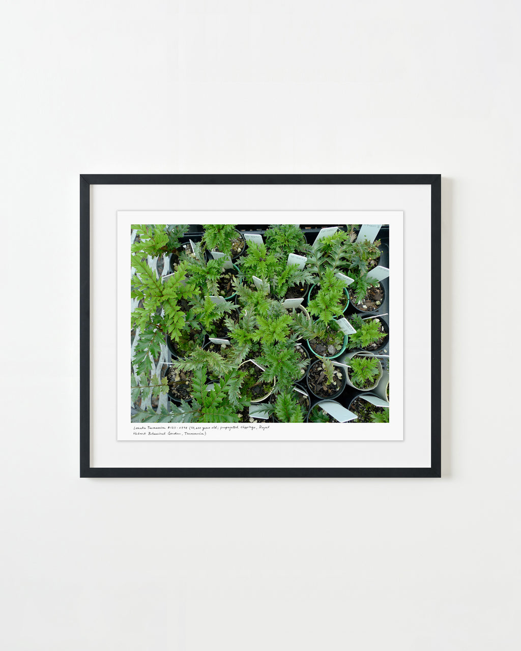 Photography by Rachel Sussman titled "Lomatia Tasmanica #1211-0398 (43,600 years old, propagated clippings; Royal Tasm" - 1.
