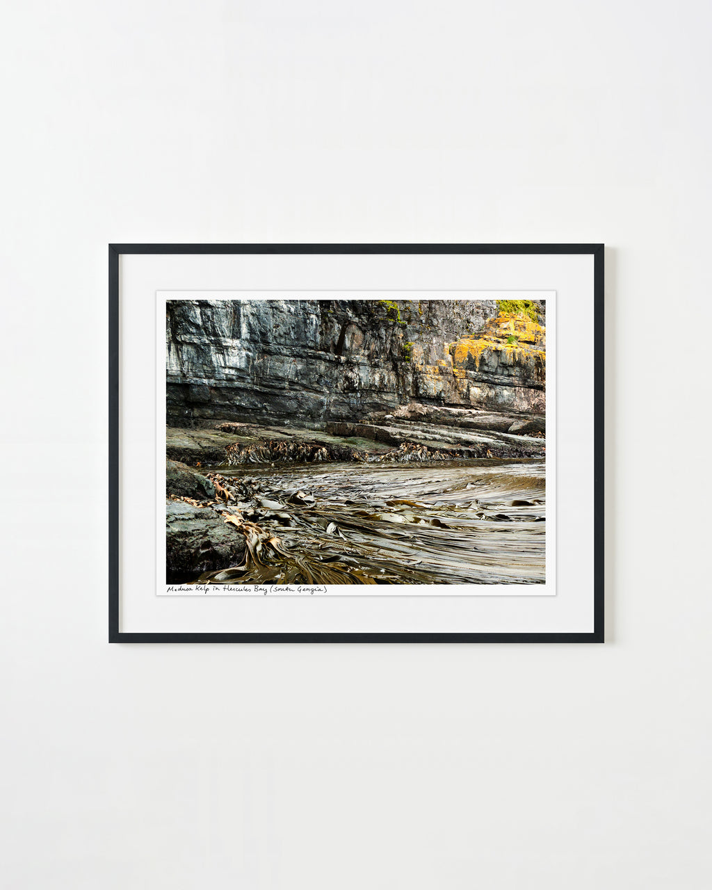 Photography by Rachel Sussman titled "Medusa kelp in Hercules Bay (South Georgia Island)" - 1.