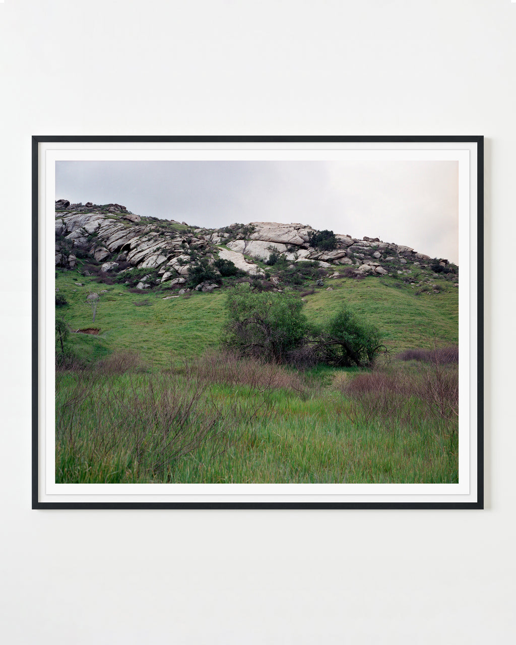 Photography by Rachel Sussman titled "Palmer's Oak #0311-0828 (13,000 years old; Riverside, California)" - 1.