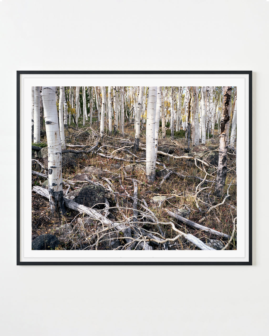 Photography by Rachel Sussman titled "Pando, Clonal Colony of Quaking Aspens #0906-4711 (80,000 years old; Fish Lake," - 1.
