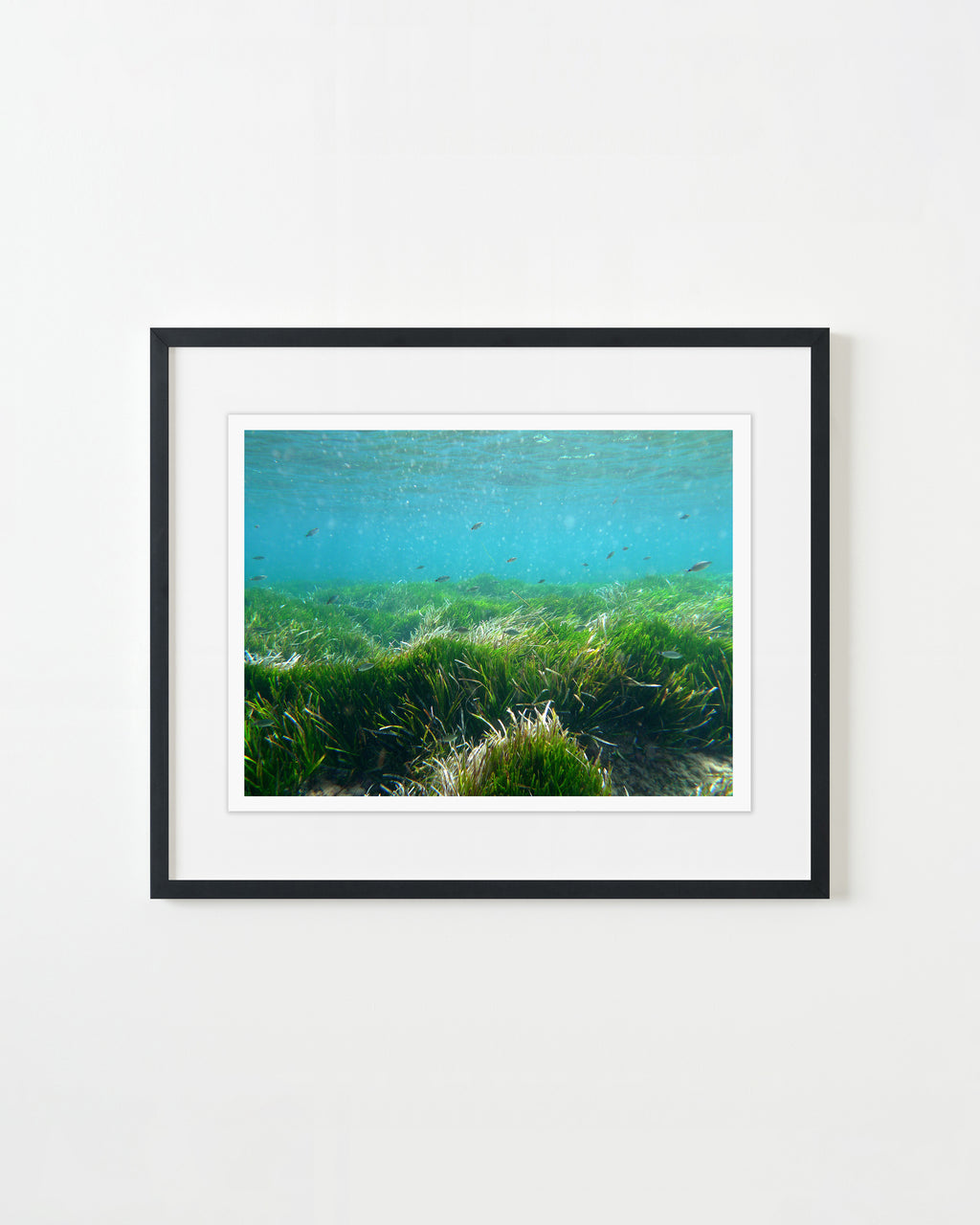 Photography by Rachel Sussman titled "Posidonia Oceania Sea Grass #0910-0735 (100,000 years old; Balearic Islands, Spa" - 1.