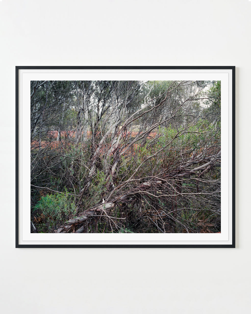 Photography by Rachel Sussman titled "Rare Eucalyptus (species redacted for protection) #1211-2233 (13,000 years old," - 1.