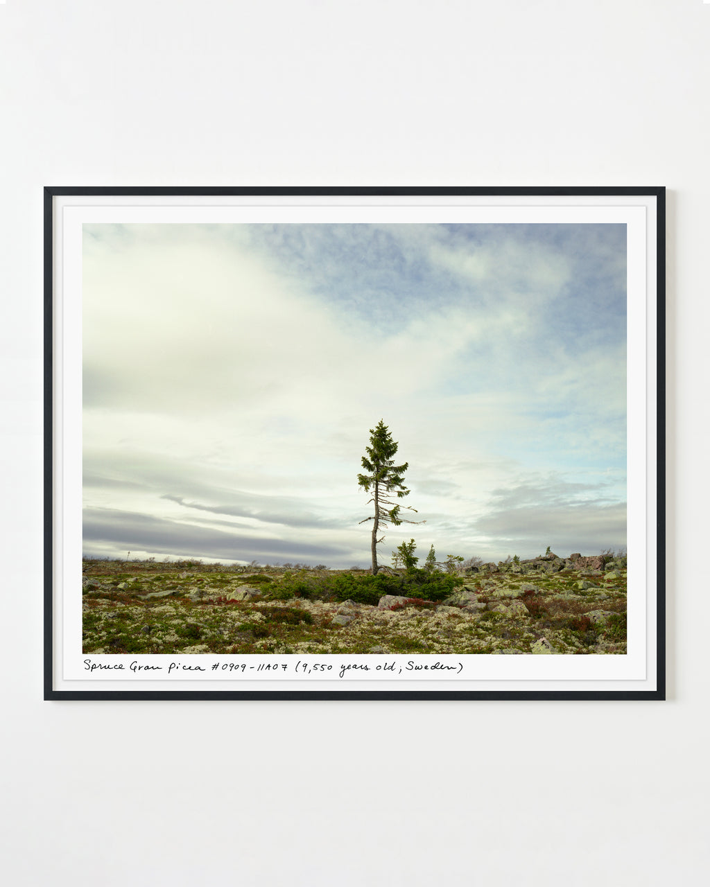 Photography by Rachel Sussman titled "Spruce Gran Picea #0909-11A07 (9,550 years old; Fulufjället, Sweden)" - 1.