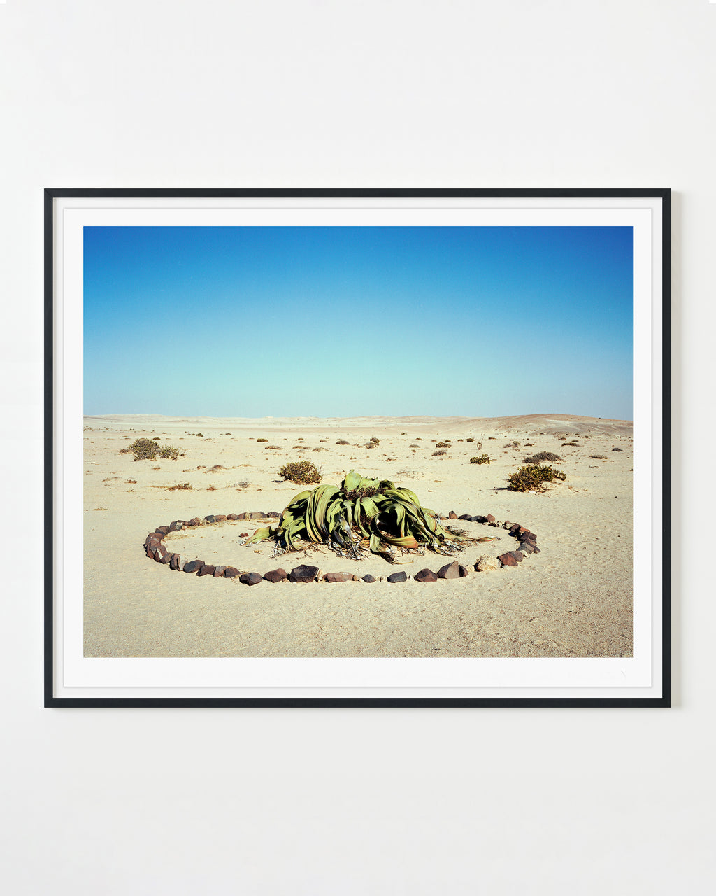 Photography by Rachel Sussman titled "Welwitschia Mirabilis #0707-6724 (2,000 years old; Namib Naukluft Desert, Namibi" - 1.