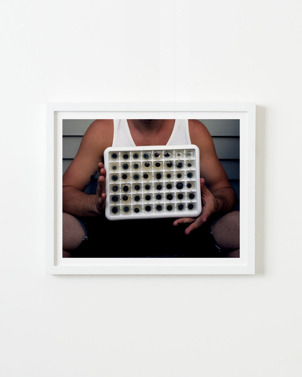 Photography by Nick Meyer titled "Tray of Blueberry Ice Cubes, Haydenville" - 1.