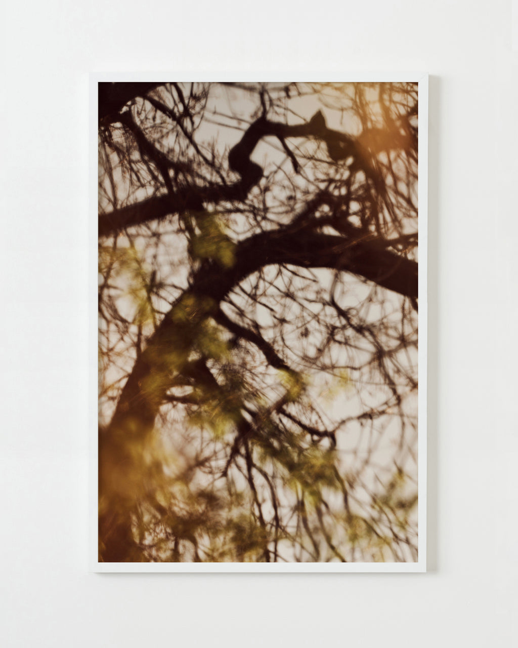 Photography by Jessica Haye & Clark Hsiao titled "Sonoma II" - 1.