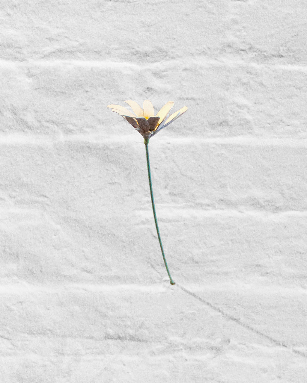 Day's Eye - Langdon Graves